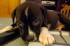 Stormy the Tropical Storm Debby Puppy