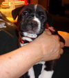 Stormy the Tropical Storm Debby Puppy
