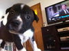 Stormy the Tropical Storm Debby Puppy