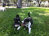 Stormy the Tropical Storm Debby Puppy