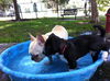 Stormy the Tropical Storm Debby Puppy