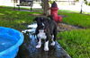 Stormy the Tropical Storm Debby Puppy