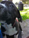 Stormy the Tropical Storm Debby Puppy