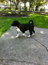 Stormy the Tropical Storm Debby Puppy