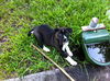 Stormy the Tropical Storm Debby Puppy