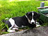 Puddles the Tropical Storm Debby Puppy