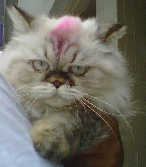 Layla the Himalayan