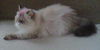 Layla the Himalayan