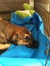 Vega the Shepherd Puppy
