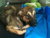 Vega the Shepherd Puppy
