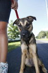 Vega the Shepherd Puppy