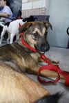 Vega the Shepherd Puppy