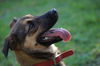 Vega the Shepherd Puppy