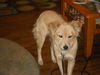 Alice the Golden Mix