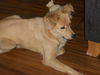 Alice the Golden Mix