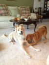 Alice the Golden Mix