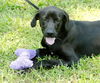 Oliver the Lab Puppy