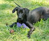 Oliver the Lab Puppy