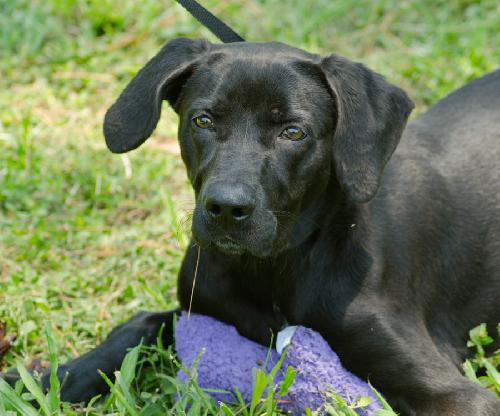 Oliver the Lab Puppy