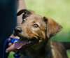 Gypsy the Dutch Shepherd