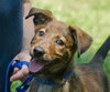 Gypsy the Dutch Shepherd