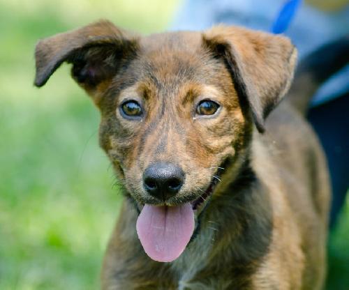 Gypsy the Dutch Shepherd