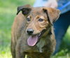 Gypsy the Dutch Shepherd