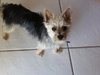 Lucky Chance the Yorkie Blend