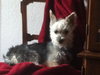 Lucky Chance the Yorkie Blend