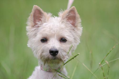Lucky Chance the Yorkie Blend