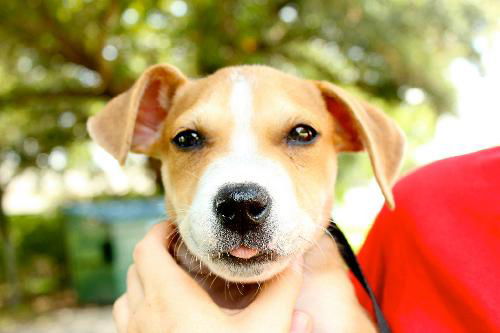 Denver the Lab/Hound Puppy