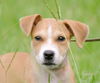 Denver the Lab/Hound Puppy