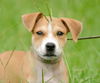 Denver the Lab/Hound Puppy