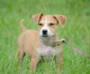 Denver the Lab/Hound Puppy