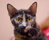 Dixie the Attention Hog Tortie