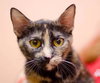 Dixie the Attention Hog Tortie