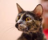 Dixie the Attention Hog Tortie