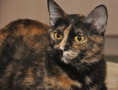 Dixie the Attention Hog Tortie