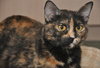 Dixie the Attention Hog Tortie