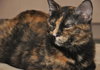 Dixie the Attention Hog Tortie