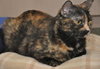 Dixie the Attention Hog Tortie