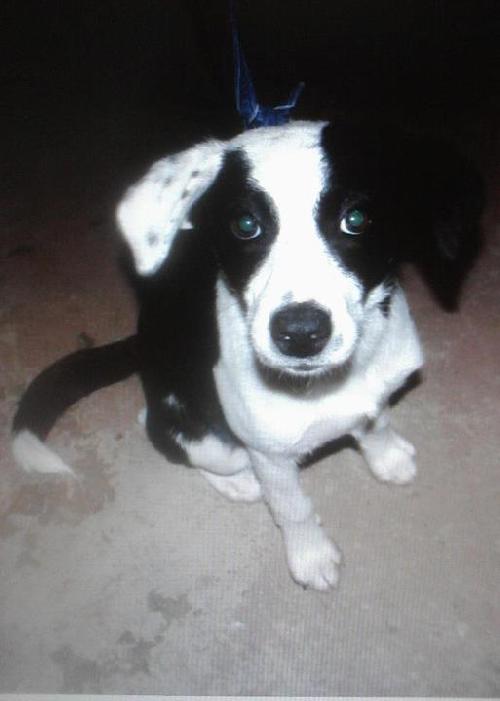 Jeffery the BC/Beagle Mix