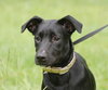 Moto the Trained Lab/Cattle Dog