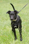 Moto the Trained Lab/Cattle Dog