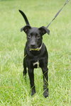 Moto the Trained Lab/Cattle Dog