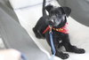 Moto the Trained Lab/Cattle Dog