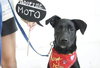 Moto the Trained Lab/Cattle Dog