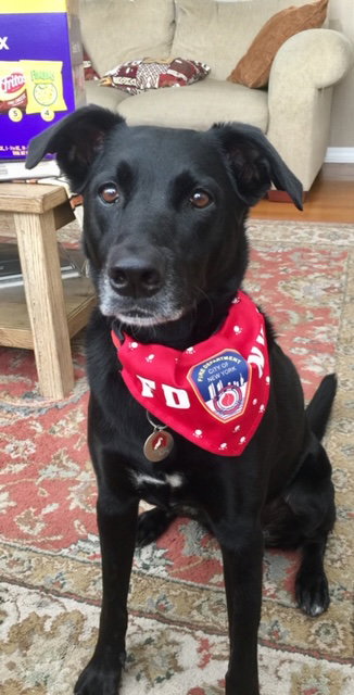 Moto the Trained Lab/Cattle Dog