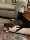 Moto the Trained Lab/Cattle Dog