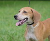 Alix the Little Hound Pup